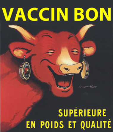 vache_vaccin.jpg
