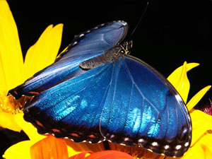 papillon_bleu.jpg