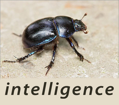 scarabee_intelligence.jpg