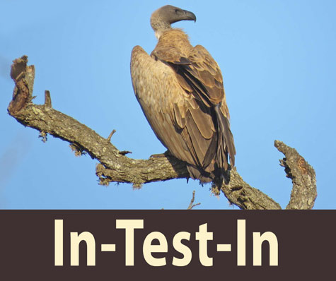 vautour-africain-gyrrl_in_test_in.jpg