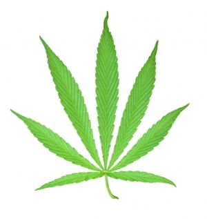 cannabis300.jpg